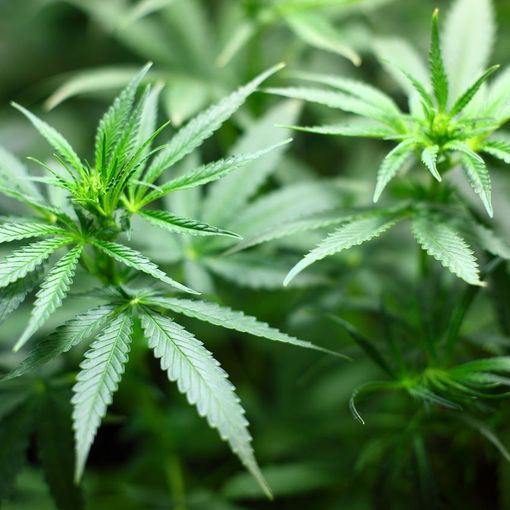 Cannabis 'light': cos’è e cosa dice la normativa vigente