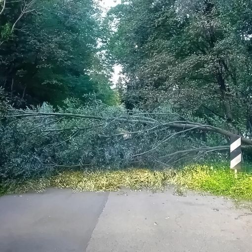 La pianta caduta nel capoluogo sulla strada che dal rione di Capolago porta a Buguggiate: la foto è di questa mattina La pianta caduta nel capoluogo sulla strada che dal rione di Capolago porta a Buguggiate: la foto è di questa mattina