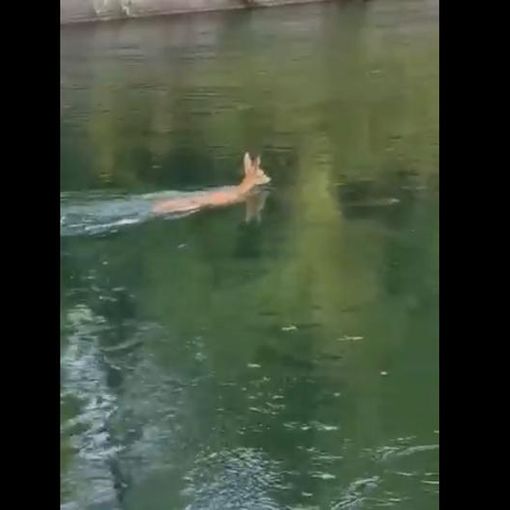 VIDEO - Un cerbiatto scivola nella diga del Panperduto e si salva nuotando fino a riva
