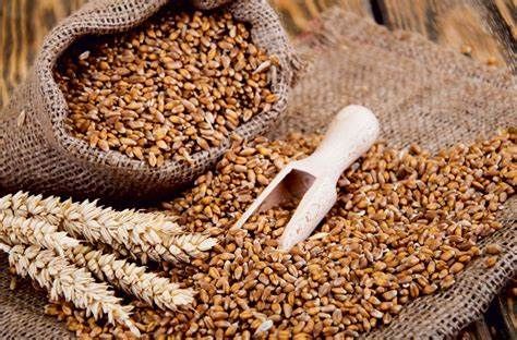 Prezzo dei cereali a +11%, agricoltori del Varesotto preoccupati per le ripercussioni su latte e carne