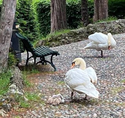 Lieto evento ai Giardini Estensi, sono nati i cigni della coppia del laghetto