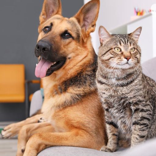 Bonus animali domestici, aumentano le spese detraibili. Ecco come funziona