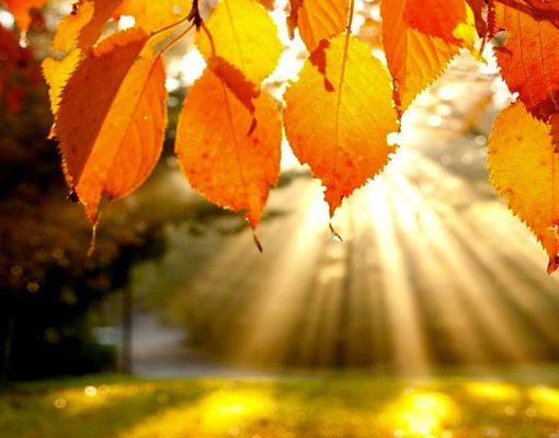 CHE FARE NEL WEEKEND – Zucca, castagnate ed escursioni riempiono il quarto fine settimana di ottobre