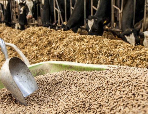 Export alimenti, mangimi, sottoprodotti di origine animale e animali vivi: attivo il sito dedicato