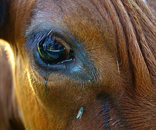 Inter, alla festa scudetto una mucca imbrattata. Parte la denuncia dell’Oipa