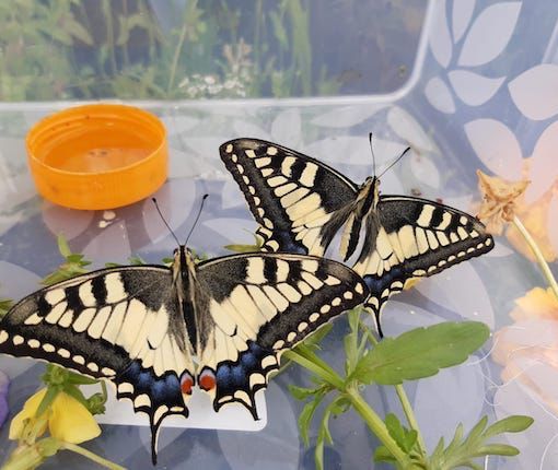 Mesenzana, “le farfalle della Materna”: nascono grazie ai bambini e volano in cielo da Giada e Alessio