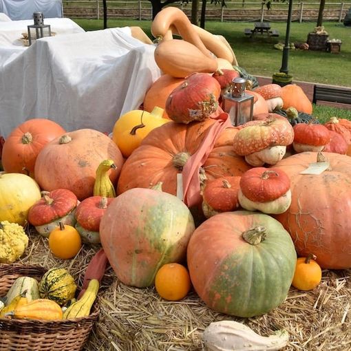 CHE FARE NEL WEEKEND. Ottobre inizia con la sagra Birrtellina, quella della zucca, nuovi libri e tanti spettacoli