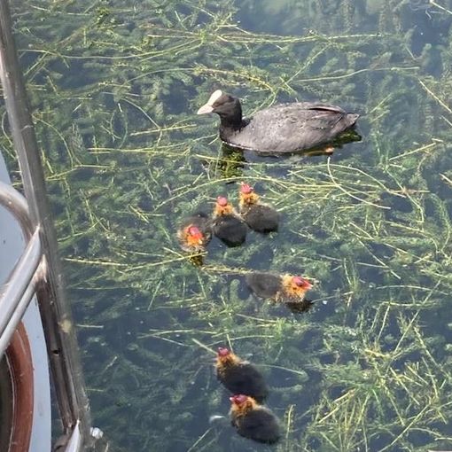 Ranco: una folaga sceglie la barca nel porticciolo per fare il nido, il proprietario attende venti giorni per non disturbare la covata