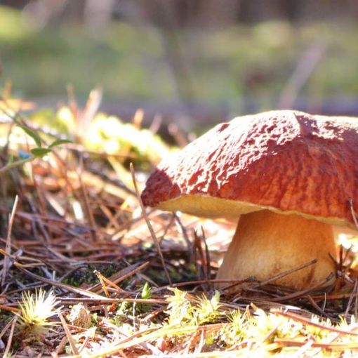 Tempo di funghi, ecco come sta andando la stagione dalle nostre parti