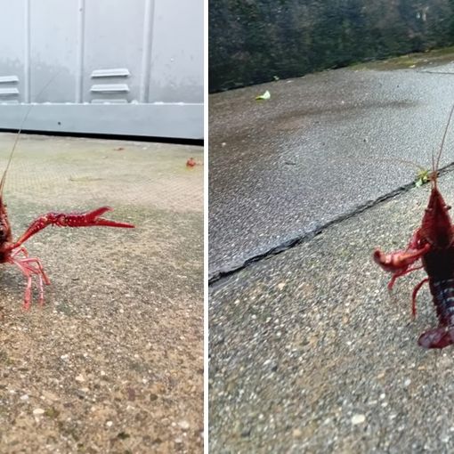 L'inchino del gambero rosso della Louisiana immortalato da una nostra lettrice a Capolago