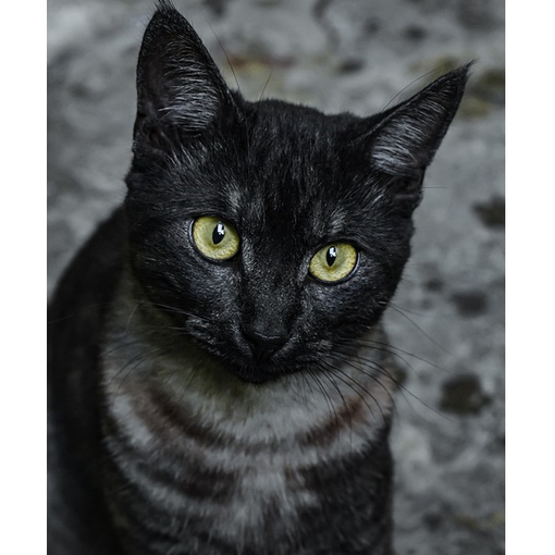 I gatti più belli del mondo in mostra a Carnago