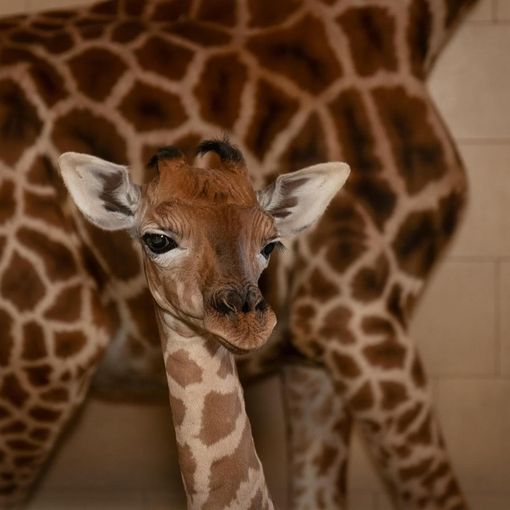 Il miracolo della vita al Safari Park Lago Maggiore: nasce un cucciolo di giraffa
