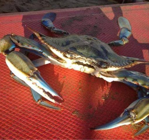 Una specie aliena di granchio scoperta sulla riviera ligure