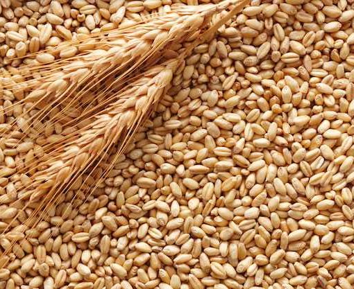 Grano e mais, prezzi ancora in caduta libera. Colombo (Coldiretti Varese): «Servono garanzie»