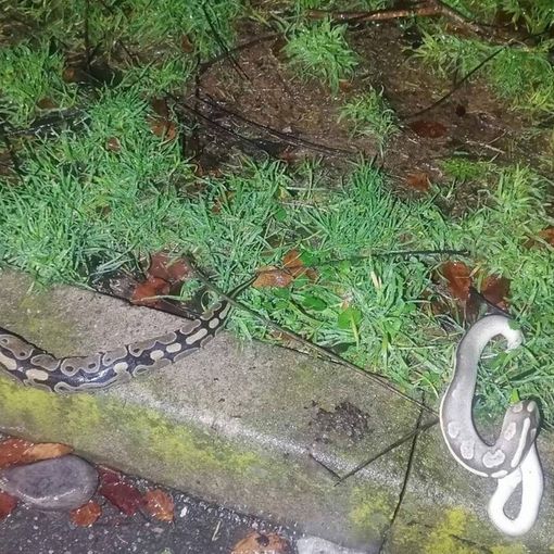 Trovati tre pitoni reali morti di freddo in un’aiuola