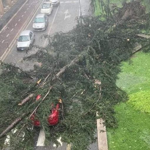 L'albero caduto su un'auto in Corso Italia a Legnano