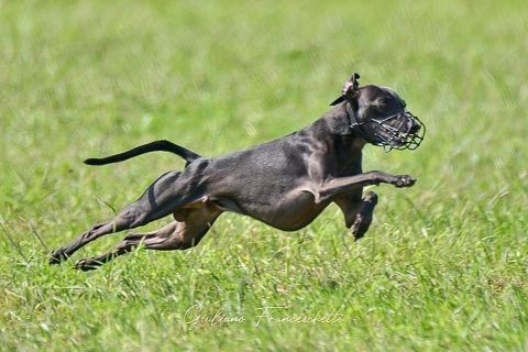 L'ippodromo fa marcia indietro, annullata la dimostrazione con i levrieri