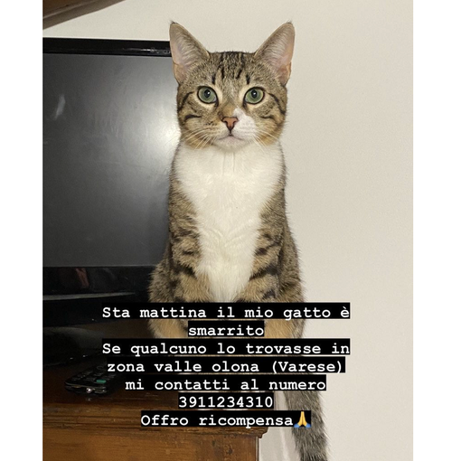 Gattino smarrito a Varese. L'sos per ritrovare Lil