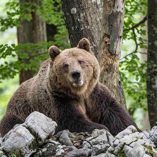 Trovate nuove orme d'orso in Alta Ossola. «Dovrebbe essere M 29»