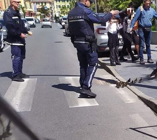 Varazze, mamma anatra a spasso con i suoi piccoli sotto lo sguardo attento della Polizia Locale e dei turisti