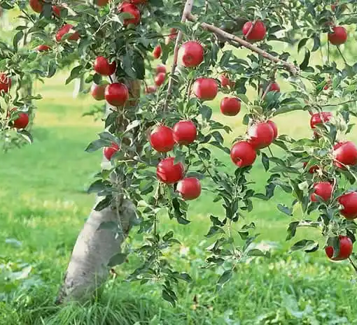 Confagricoltura Varese regala venti meli alle scuole della città. «Un gesto per avvicinare i ragazzi alla cultura del verde»