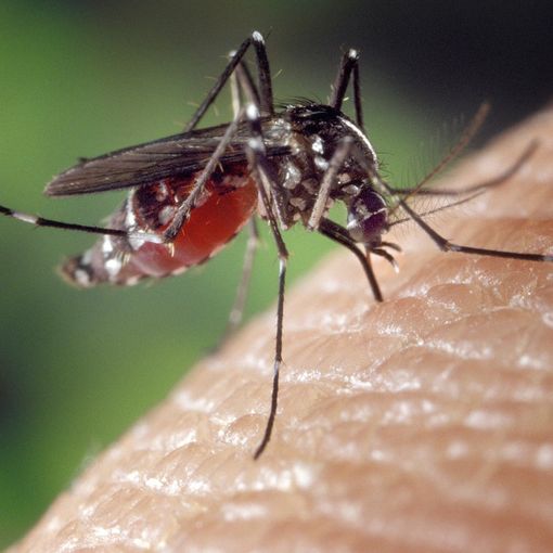 Virus del Nilo occidentale, 11 casi in Lombardia. Individuato anche nel Varesotto
