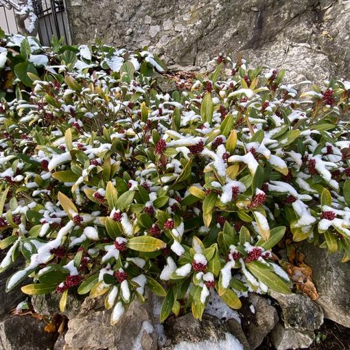 Le previsioni dell'Immacolata: venerdì pioggerella o nevischio, weekend con il sole