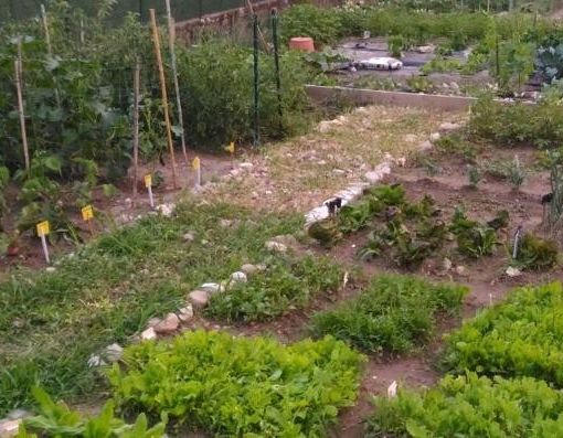 Come salvare l'orto dalla siccità. I consigli di Coldiretti Varese: «Riutilizzare l'acqua di cottura»