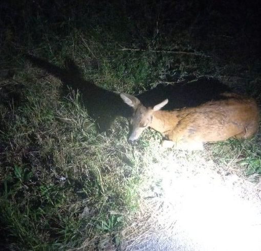 Capriolo vaga tra le auto, salvato dai vigili del fuoco
