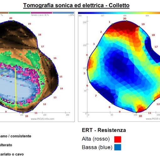 L'indagine al termografo del cedro di viale Aguggiari: a sinistra i colori viola e blu testimoniano la presenza di legno privo di consistenza meccanica, in corrispondenza di una carie in fase avanzata, e il verde l'avanzamento del fungo.  A destra il blu indica la presenza di legno alterato o cavo