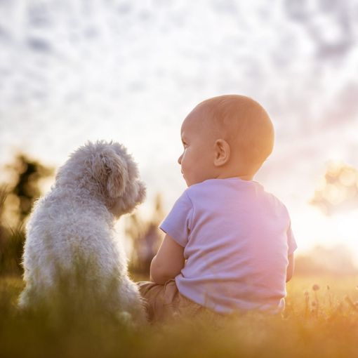 PETFESTIVAL 2022, che spettacolo!
