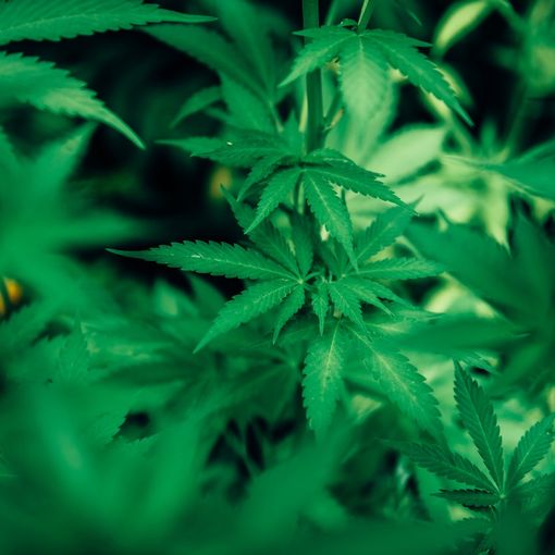 Il CBD Hash è efficace quanto le infiorescenze di marijuana?