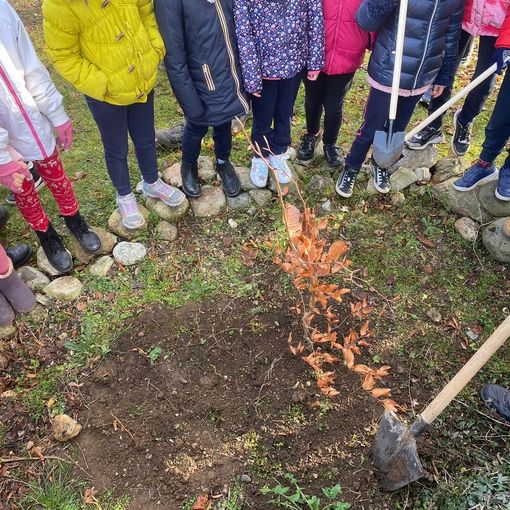 Quattro faggi alla scuola Settembrini per celebrare la Festa dell'Albero