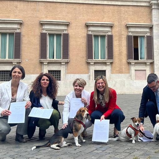 Animali da affezione, Gadda: «Serve inquadramento giuridico toelettatori»