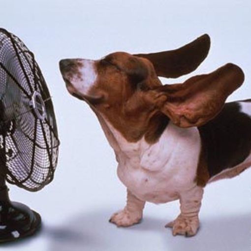 «Tra oggi e domani l'apice dell'ondata di calore con afa prima dei temporali. E nel weekend...»