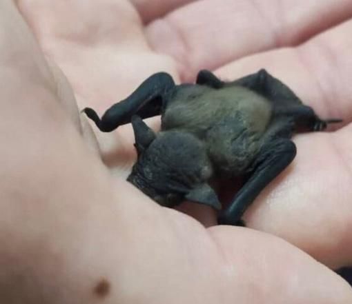 Un piccolo pipistrello salvato dai passanti e curato da Enpa