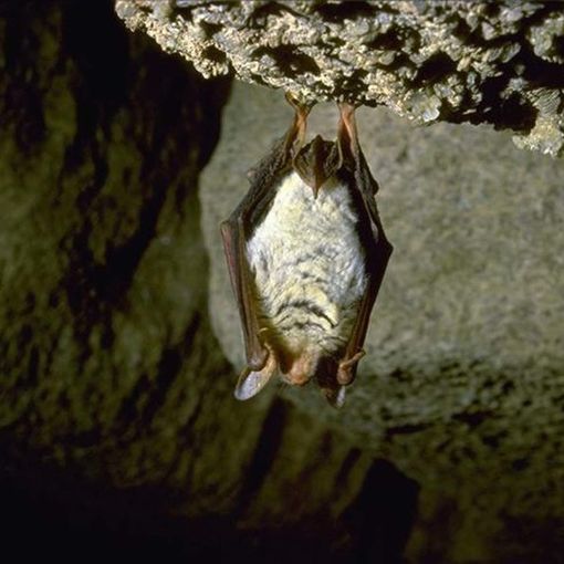 «Ho cenato a lume di candela con i pipistrelli nel Varesotto. Innocui e utili, divorano zanzare e insetti»