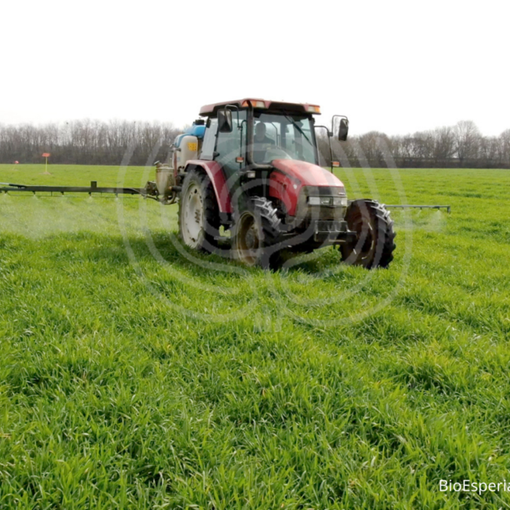 BioDea una soluzione concreta per la coltivazione del grano