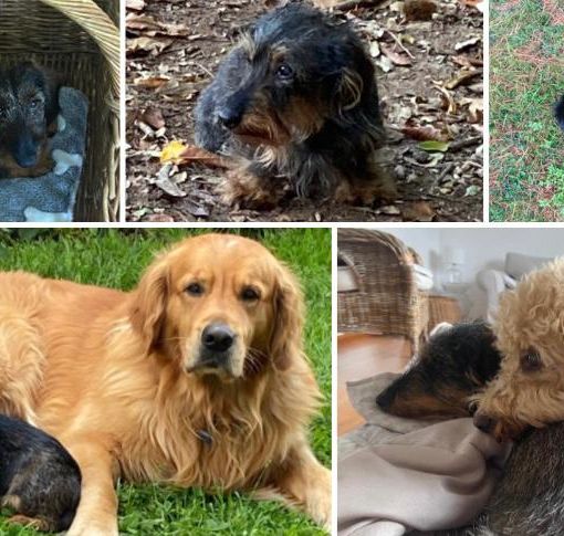 Dall'alto alcuni degli amici aiutati da Super Star Pets: Alvin adottato ad aprile, Annie super star, Teemu, una &quot;pazza&quot; barboncina e ancora Alvin con Aki