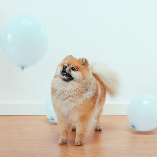 Toelettatura cani: ecco alcuni consigli utili per svolgerla in casa