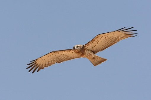 Uccelli rapaci in Val Grande: i signori del cielo