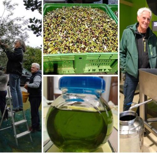Alcune immagini della nascita dell'olio di Ispra