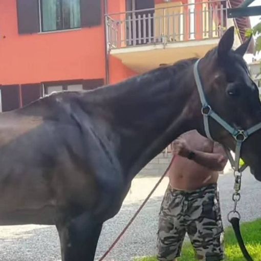 Il cavallo Willy in una foto tratta dalla pagina Facebook della Pro Loco Ranco