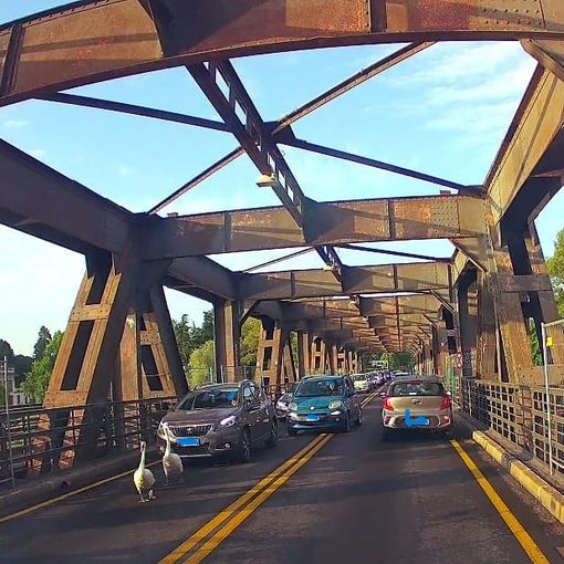 I due cigni a passeggio stamattina sul Ponte di Ferro di Sesto Calende (foto di Gianluca Civilla)