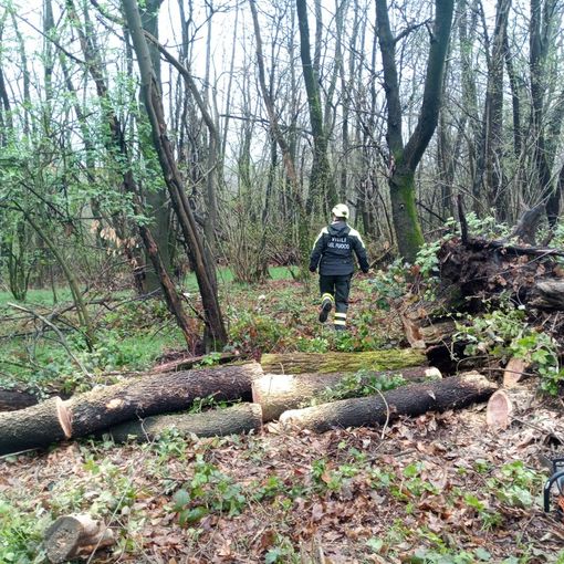 Travolto dall'albero che stava tagliando: volontario ferito gravemente nei boschi di Sumirago