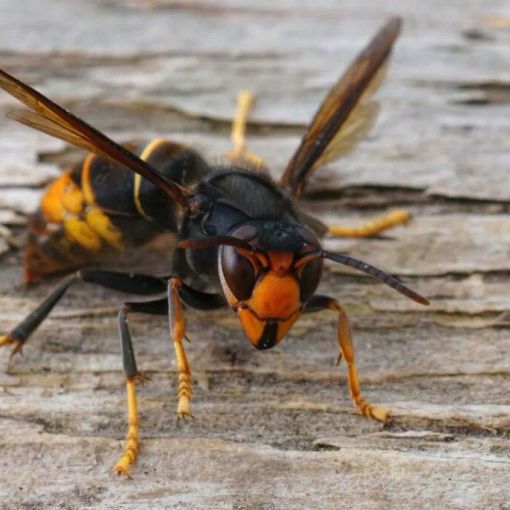 Un esemplare di vespa velutina (foto dal web)