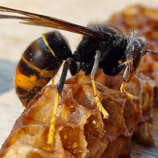 Vespa velutina, testato con efficacia il metodo per contrastarla
