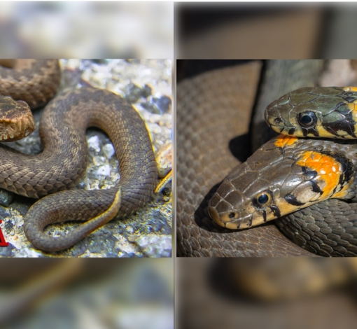 Biscia o vipera? Come distinguere l'innocuo dal velenoso e come comportarsi in caso di avvistamento