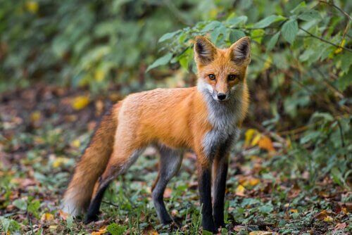 5 volpi positive al virus del cimurro. ATS Insubria: «Massima attenzione ai cani»