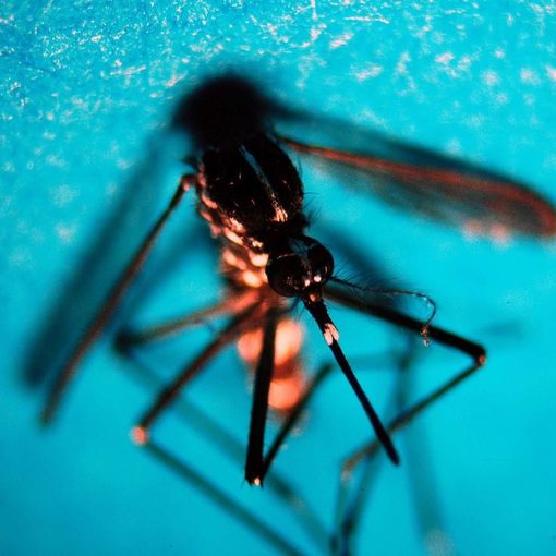 West Nile, 51 nuovi casi in una settimana: salgono a 16 i morti